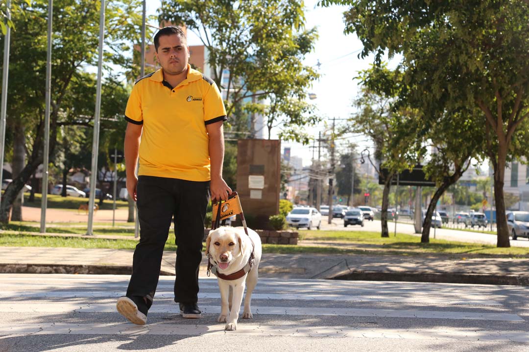 Imagem de um usuário caminhando com seu cão-guia em uma faixa de pedestre, durante o treinamento em dupla