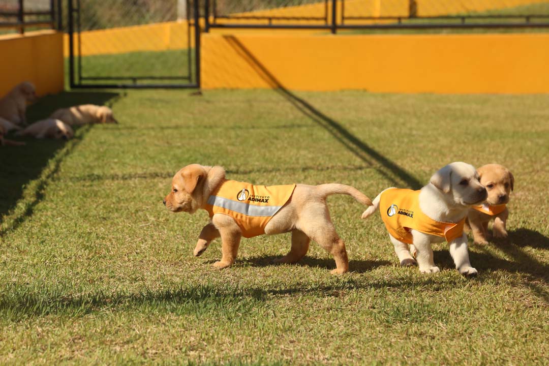 Imagem de cães filhotes caminhando em um gramado no Instituto Adimax