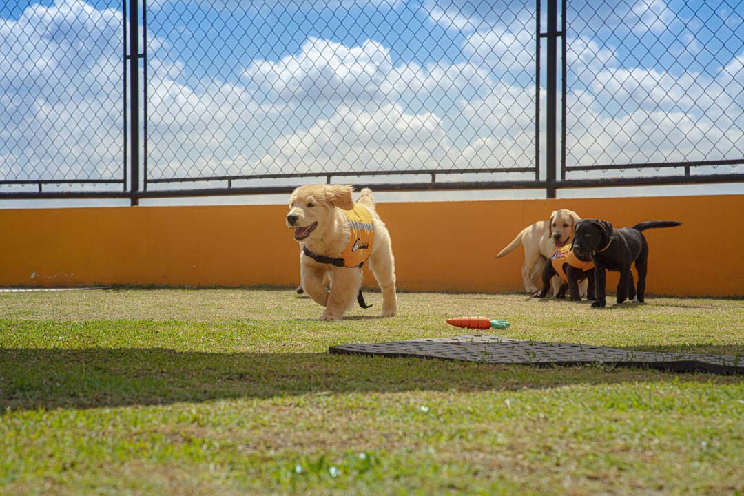 Imagem de quatro cães correndo por um gramado no Centro de Treinamento do Instituto Adimax