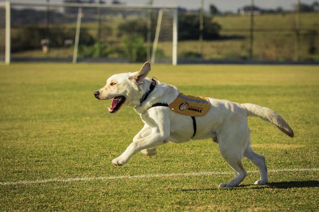 Imagem com um cão durante o treinamento no Instituto Adimax, correndo por um gramado.