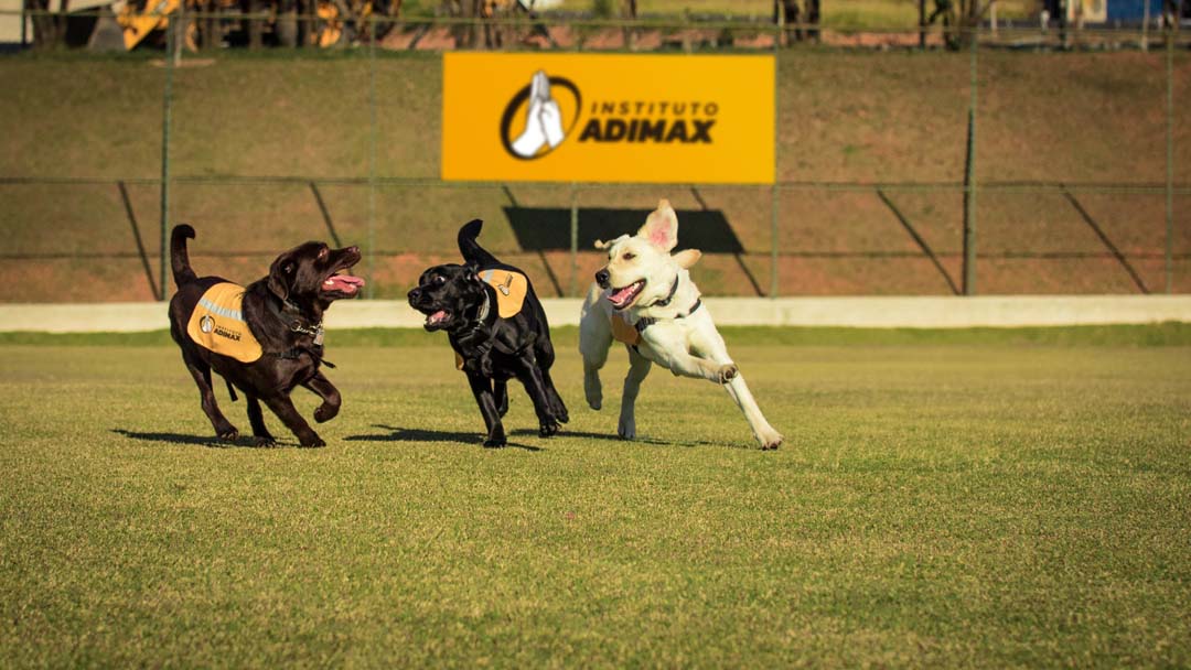 Imagem de três cães durante o treinamento no Instituto Adimax, correndo por um gramado.