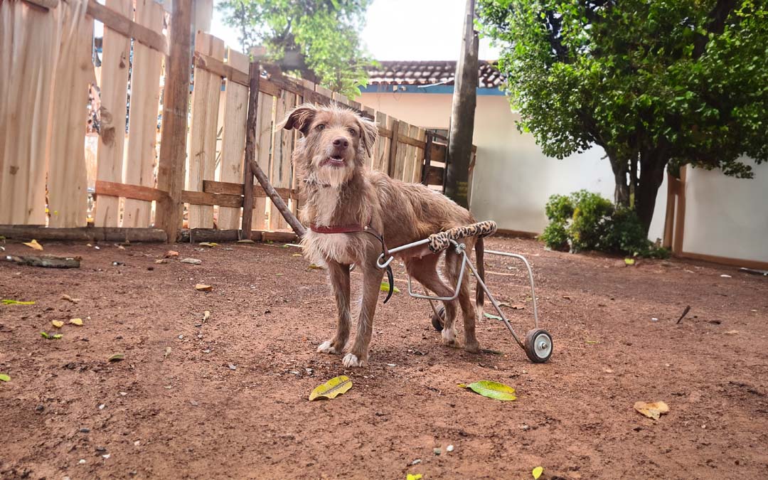 Imagem de cão deficiente com sua cadeira de rodas em um quintal.