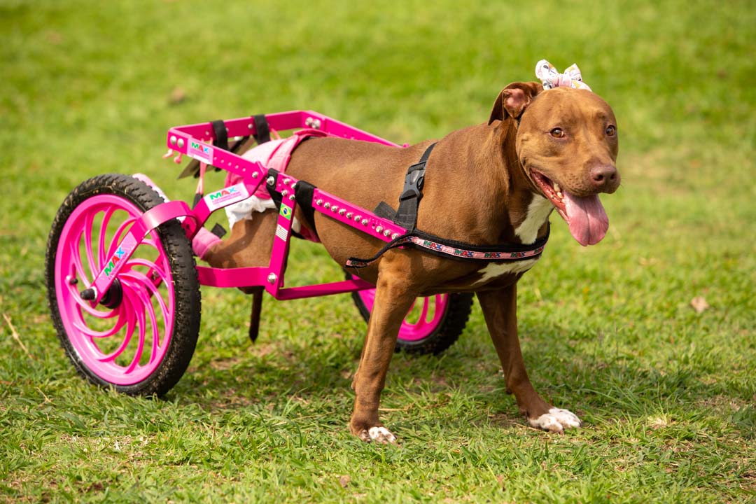 Imagem de uma cachorra deficiente com sua cadeira de rodas em um gramado.