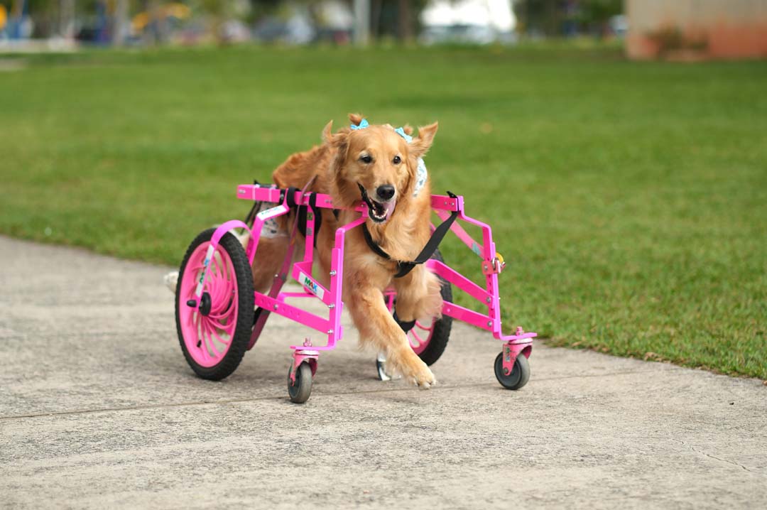 Imagem de uma cachorra deficiente com sua cadeira de rodas correndo em uma calçada.