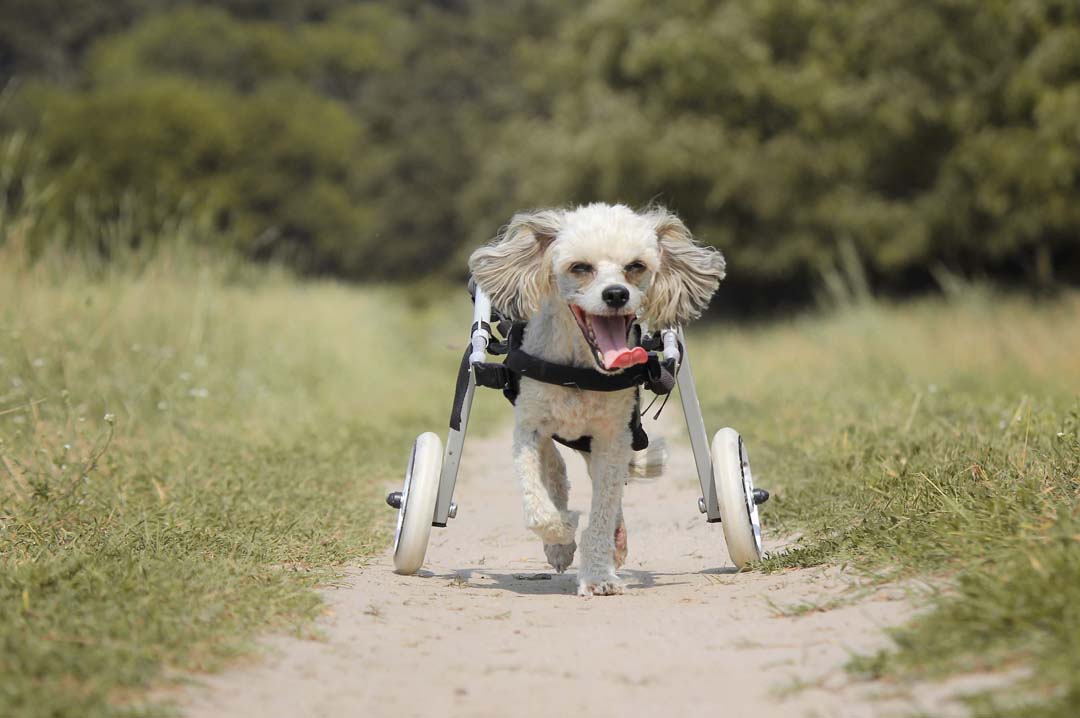 Imagem de cão deficiente andando com sua cadeira de rodas em um gramado.