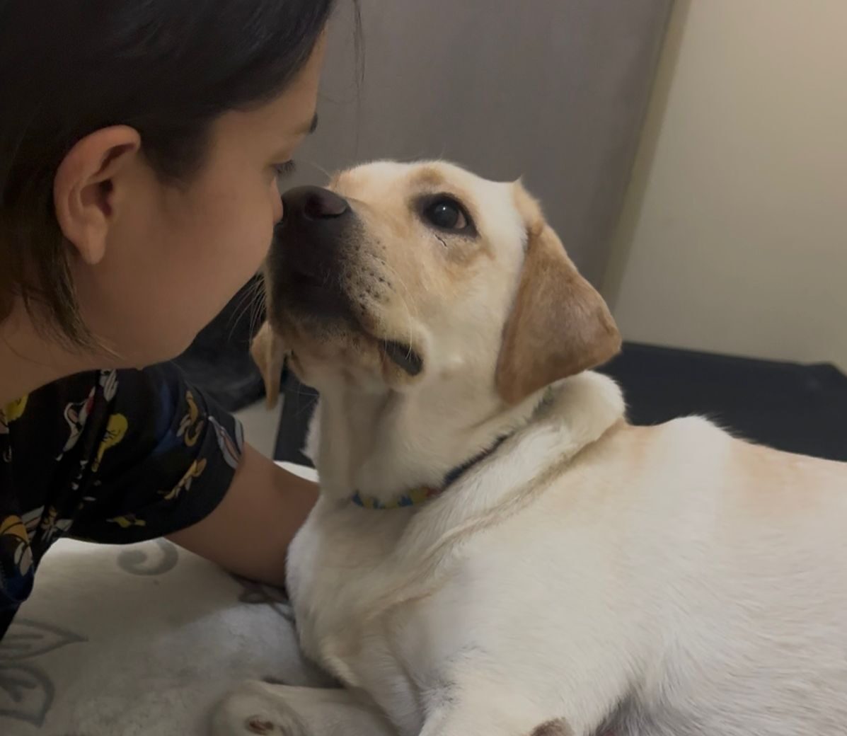 labradora Zoe